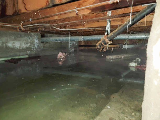 Best Professional water damage repair  in Kemah, TX